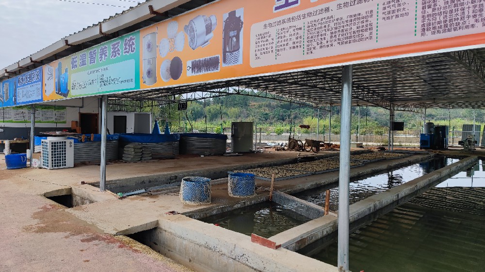 2022年 廣西梧州 30+100㎡循環(huán)水養(yǎng)殖系統(tǒng)